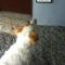 My Dog Kim