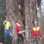 Operating from Cork, O’ Kennedy Tree Care is a family run business established in 1995 by Kevin O’ Kennedy. During this time we have been providing professional and specialist tree care services to public bodies, commercial and residential clients, acquiring an extensive client base across both the domestic and commercial sectors in the Munster region.