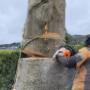 Operating from Cork, O’ Kennedy Tree Care is a family run business established in 1995 by Kevin O’ Kennedy. During this time we have been providing professional and specialist tree care services to public bodies, commercial and residential clients, acquiring an extensive client base across both the domestic and commercial sectors in the Munster region.