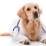 allcare veterinary hospital