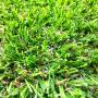 Artificial Grass