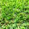 artificial-grass