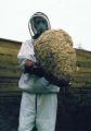 Wasp Nest Treatment Removal