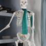 Anatomy