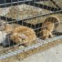 Animal Enclosures