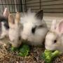 Lion head baby bunnies