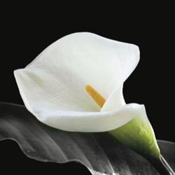 Fitzgerald S Funeral Directors