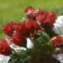 Eco Funerals