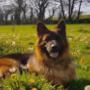 Established as a family-run clinic, Suirside Veterinary Clinic offers quality veterinary services to large and small animals across Waterford, Kilkenny & Tipperary.
Conveniently located in Carrick-On-Suir, we are a busy practice run by a team of animal lovers who are passionate about making sure that your pets and agricultural animals are kept happy and healthy.
Suirside Veterinary Clinic operates an appointment system, however, animals who are seriously ill will be seen to first. This system allows us to provide the best care possible for our patients.