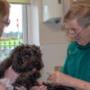 Established as a family-run clinic, Suirside Veterinary Clinic offers quality veterinary services to large and small animals across Waterford, Kilkenny & Tipperary.
Conveniently located in Carrick-On-Suir, we are a busy practice run by a team of animal lovers who are passionate about making sure that your pets and agricultural animals are kept happy and healthy.
Suirside Veterinary Clinic operates an appointment system, however, animals who are seriously ill will be seen to first. This system allows us to provide the best care possible for our patients.