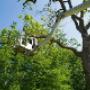Cosgrove Tree Services