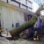 Cosgrove Tree Services