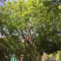 Cosgrove Tree Services