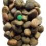 PEBBLE