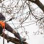 Tree Services