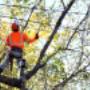 Emergency Tree Care