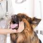 Holistic Vet Dublin is housed within Portmarnock Vet Clinic. This makes Portmarnock Vet Clinic the first fully integrated veterinary practice, combining scientific methods with holistic, natural therapies in the treatment of animals. Holistic treatments come into their own when there is no conventional treatment available or where the side effects of pharmaceutical treatments affect the animal's quality of life adversely, such as the use of long term steroids or immune-suppressive drugs. We have found that many chronic illnesses can be effectively treated holistically and it can also be useful in improving recovery from surgery, speeding an animal's return to full vitality.