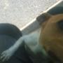 Uploaded by visitor on 21/04/2017 - my dog.
