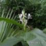Ginger Lily