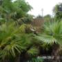 Our Garden