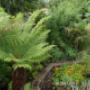 Tree Ferns