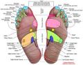 Reflexology