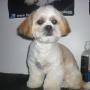 Bella the Shih Tzu