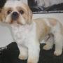 Charlie the Shih Tzu