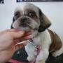 Coco the Shih Tzu