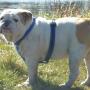 Diesel the Bulldog