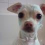 Lil Chihuahua