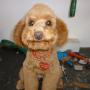Modified Poodle