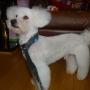 Mojo the Bichon