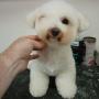 Trudy the Bichon