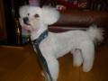 Benefits of Dog Grooming