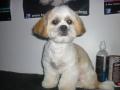 Grooming Prices