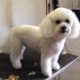 bichon