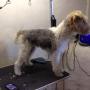 fox terrier