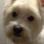 westie
