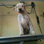 wheaten terrier