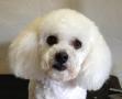 Waggy Tails Dog Grooming