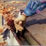 Gutter cleaning