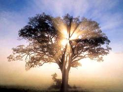 Morning Star Acupuncture Meath