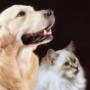 Fairview Veterinary Hospital was set up in 1974 by Michael Tuite snr MRCVS, and for the last 40 years has been providing top quality veterinary care to our clients on the Northside of Dublin and beyond.