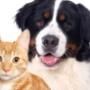 Fairview Veterinary Hospital was set up in 1974 by Michael Tuite snr MRCVS, and for the last 40 years has been providing top quality veterinary care to our clients on the Northside of Dublin and beyond.