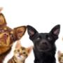 Fairview Veterinary Hospital was set up in 1974 by Michael Tuite snr MRCVS, and for the last 40 years has been providing top quality veterinary care to our clients on the Northside of Dublin and beyond.