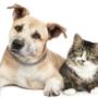 Fairview Veterinary Hospital was set up in 1974 by Michael Tuite snr MRCVS, and for the last 40 years has been providing top quality veterinary care to our clients on the Northside of Dublin and beyond.