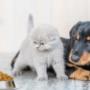 Fairview Veterinary Hospital was set up in 1974 by Michael Tuite snr MRCVS, and for the last 40 years has been providing top quality veterinary care to our clients on the Northside of Dublin and beyond.