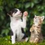 Fairview Veterinary Hospital was set up in 1974 by Michael Tuite snr MRCVS, and for the last 40 years has been providing top quality veterinary care to our clients on the Northside of Dublin and beyond.