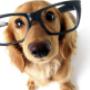 Dog Groomer Raheny